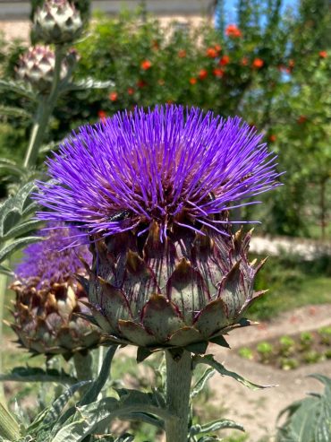 Il giardino di Laura